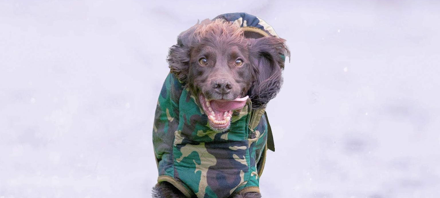 Agiler Jagdhund rennt im Schnee auf Kamera zu