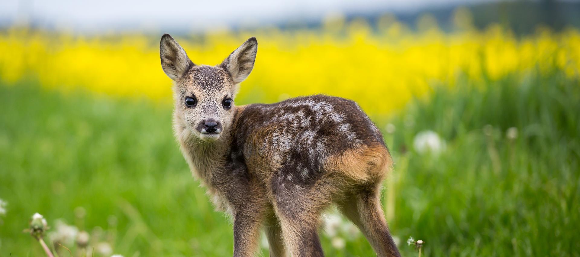 Ein Rehkitz steht vor einem Rapsfeld und guckt Richtung Kamera