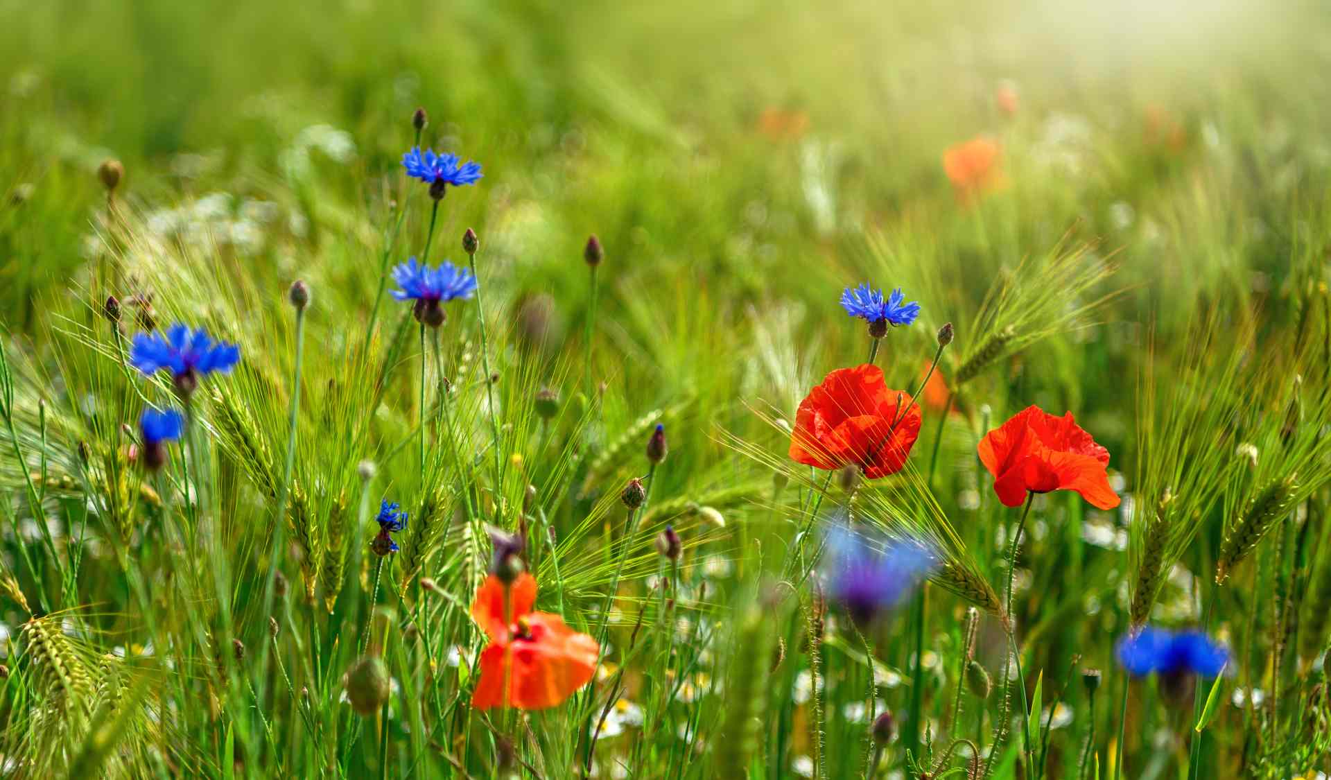 Eine angelegte, bunt blühende Wildblumenwiese